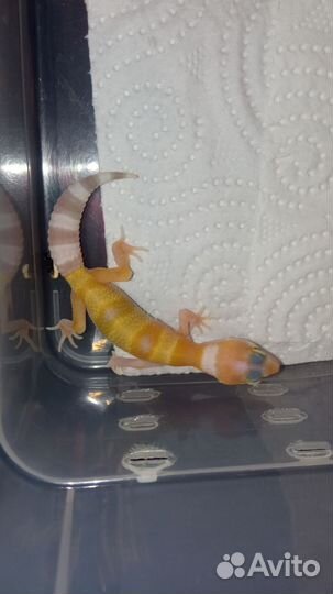 Эублефары малыши 2024 под бронь