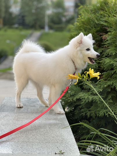 Щенки Японского шпица