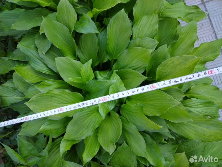 Хоста большой куст
