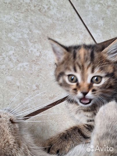 Котёнок девочка в дар