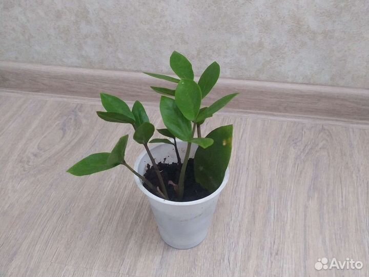 Замиоулькас (Долларовое дерево)