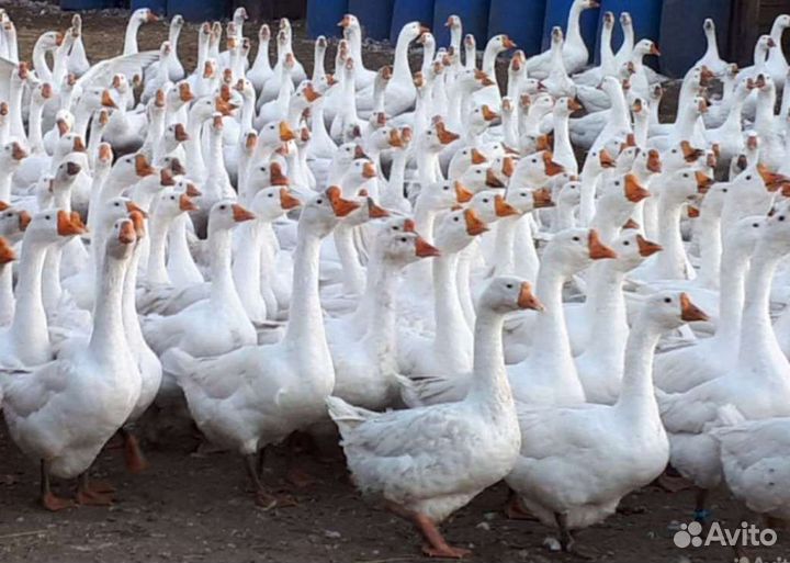 Гуси живым весом