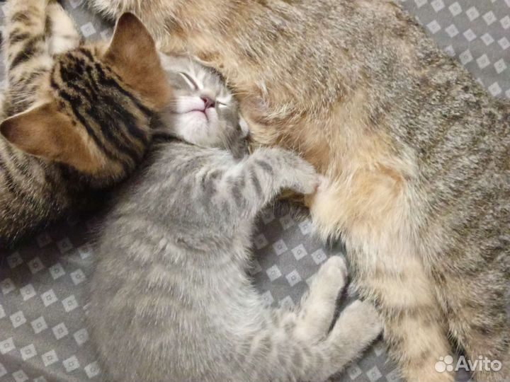 Кошка в дар бесплатно