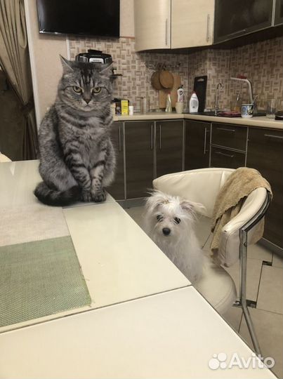 Передержка в условиях Премиум класса мел собак кош