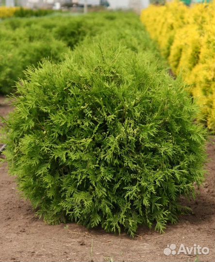 Туя западная 