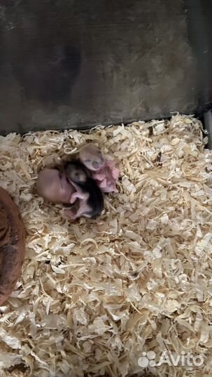 Джунгарские хомячки