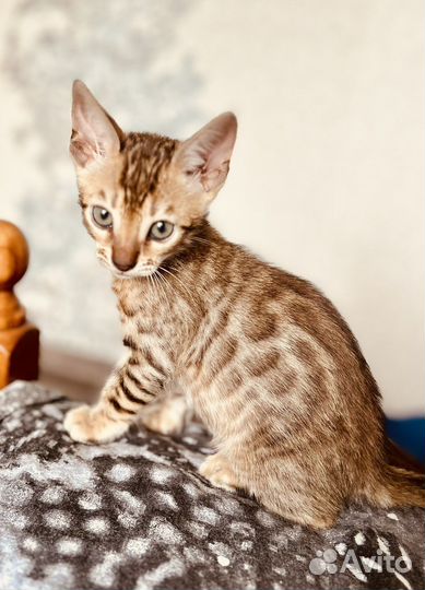Бенгальский котенок