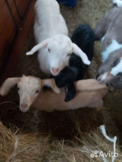 Продам козликов
