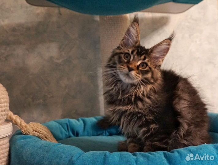 Мейн-кун кошечка