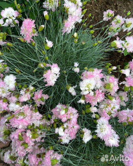 Гвоздика многолетняя