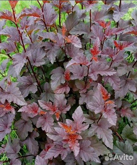 Форзиция, Пузыреплодник, Чубушник, Спиреи