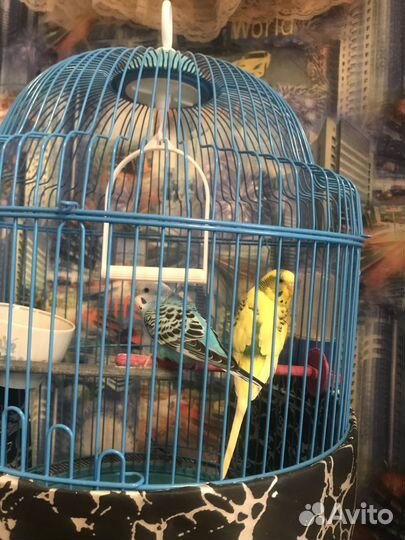 Продам двух попугаев мальчик и девочка с клеткой