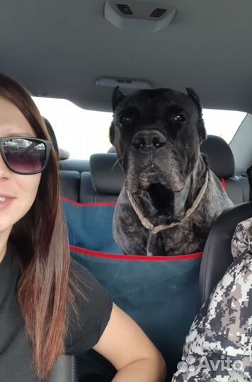 Зоотакси спб и ло