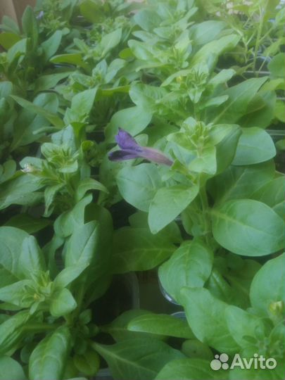 Петуния кустовая и балконная