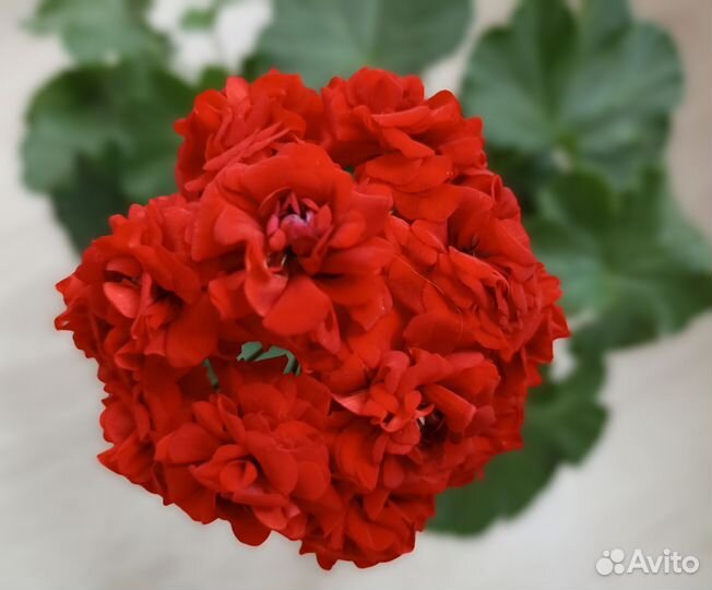 Герань розебудная