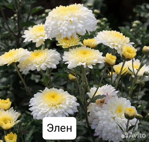 Хризантемы