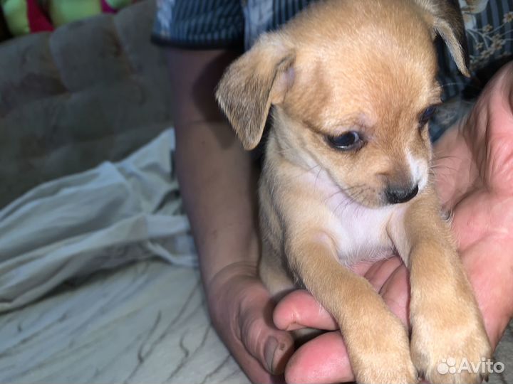 Помесь пекинеса