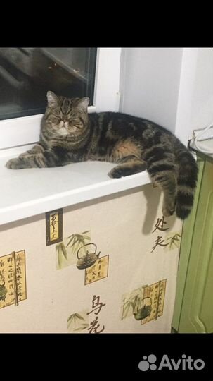 Котик экзотик ждет супругу