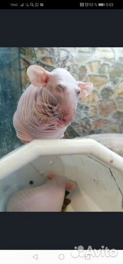 Услуги ратолога онлайн