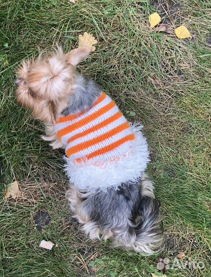 Одежда для собак