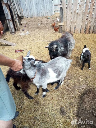 Продам козу, козла, козлят