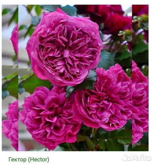 Роза на штамбе