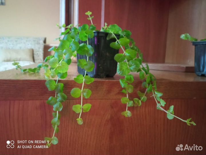 Лизимахия