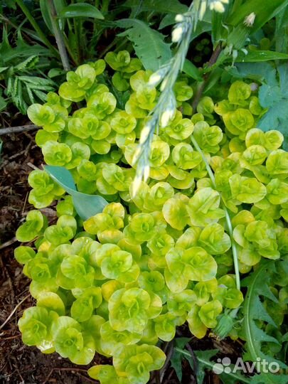 Очиток видный, эверса, молодило, вербейник