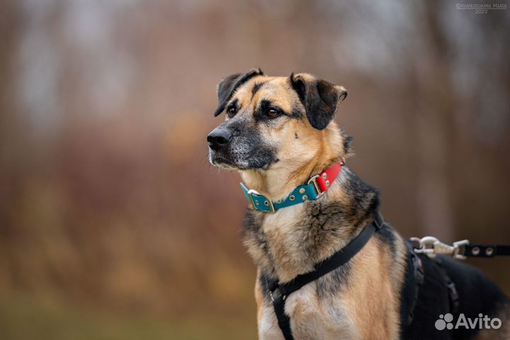 Собака ищет надёжного хозяина