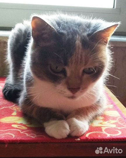 Маленькая пугливая Алисочка в дар