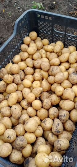 Продам картофель