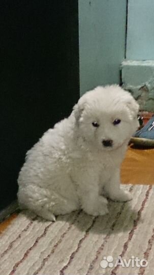 Вязка Мальчик Венгерский кувас