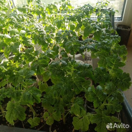 Рассада помидор и перцев