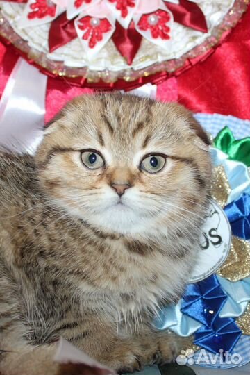 Шотландские золотые котята