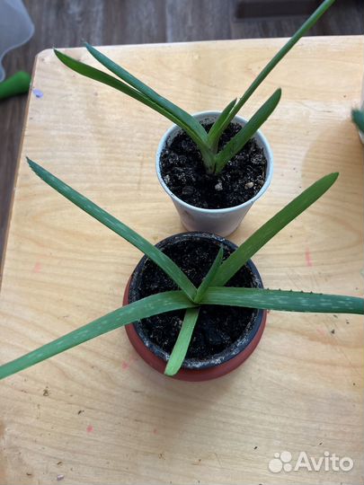 Цветы комнатные рэо традесканция алоэ вера