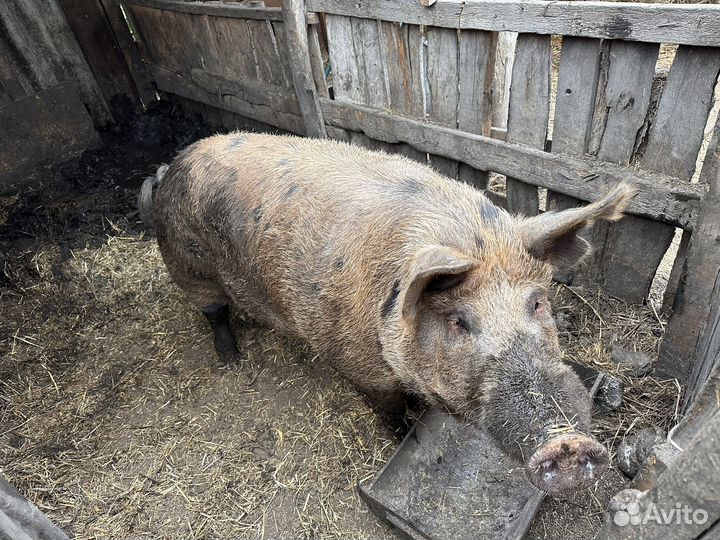 Хряк на племя