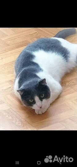 Отдам в хорошие руки