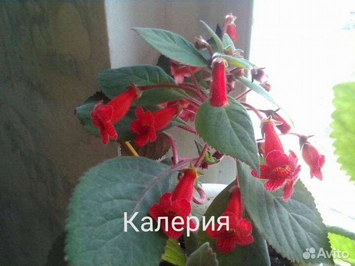 Бальзамин и Калерия