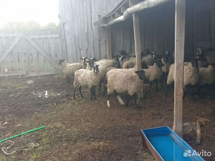 Овцы, бараны, ягнята