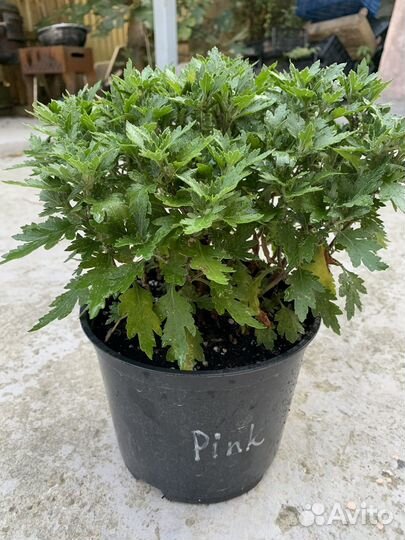 Хризантемы мультифлора