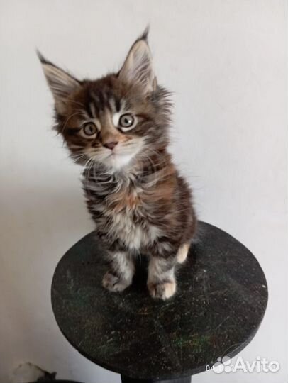 Котята мейнкун