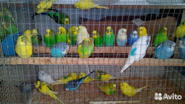 Волнистые попугайчики, малыши