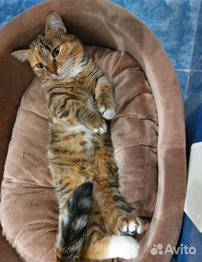Потерялась кошка