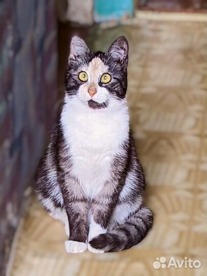 Клоунесса Лика