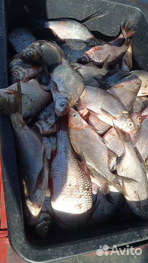 Густера,лещ