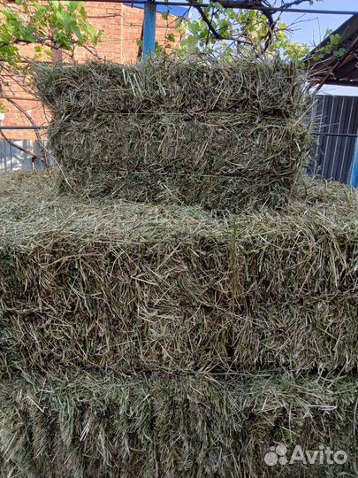 Сено люцерны в тюках