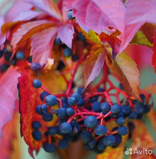 Девичий виноград