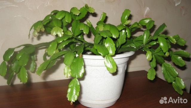 Декабрист шлюмбергера