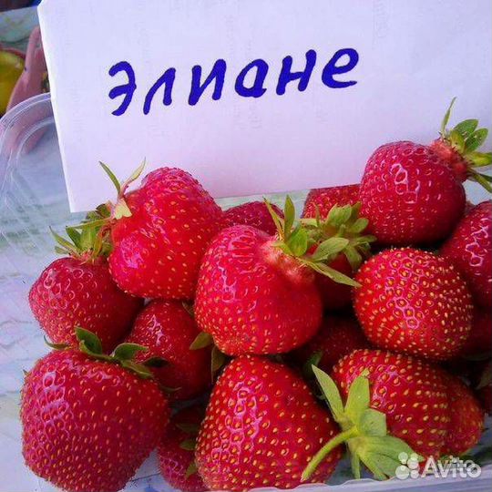 Саженцы сортовой клубники