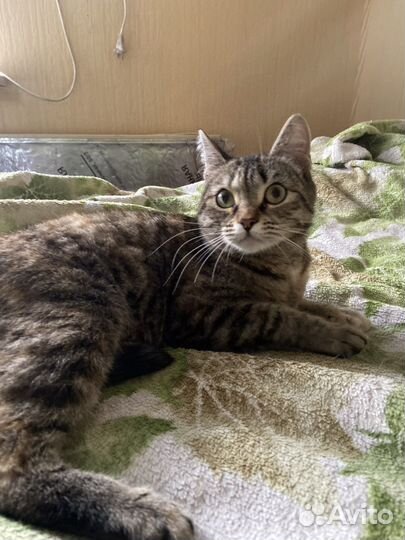 Кошка в дар бесплатно